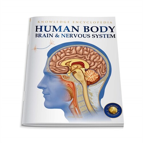 Human Body: Brain and Nervous System (Paperback)