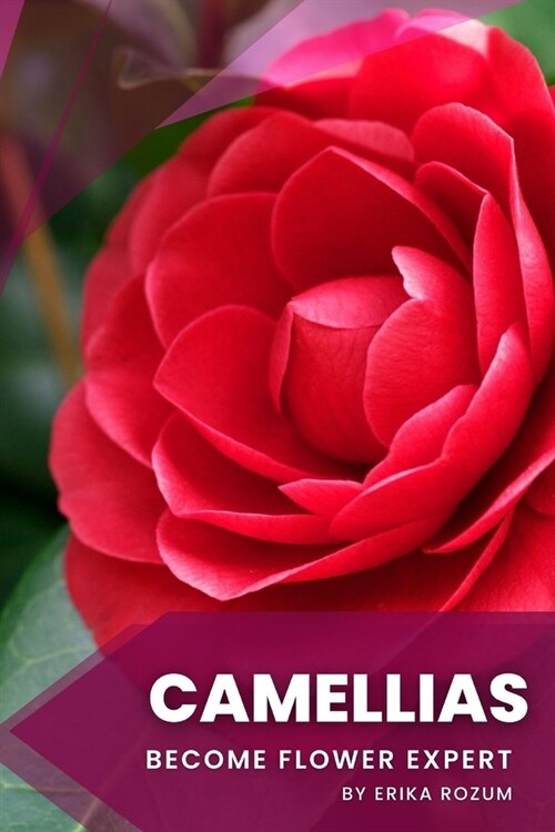 Camellias: Become flower expert (Paperback)