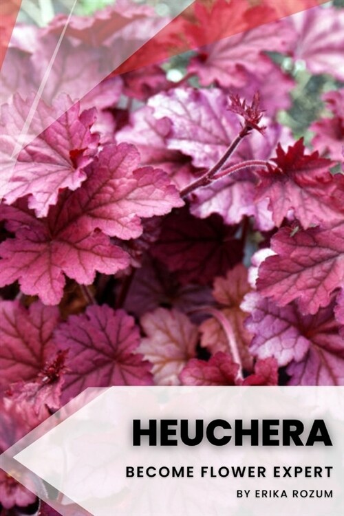 Heuchera: Become flower expert (Paperback)