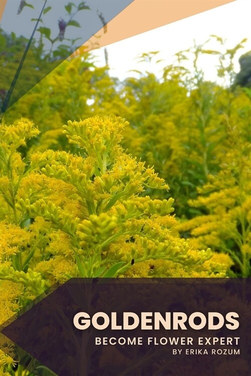 Goldenrods: Become flower expert (Paperback)