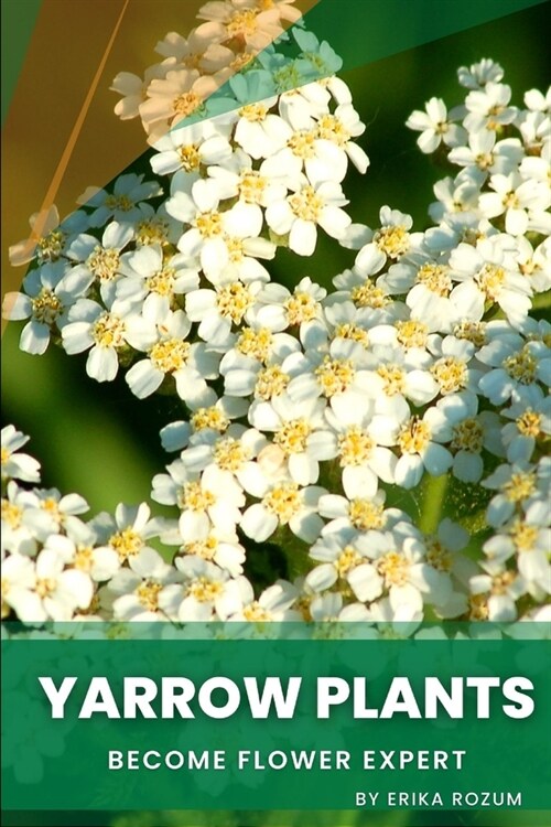 Yarrow Plants: Become flower expert (Paperback)