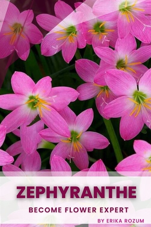 Zephyranthe: Become flower expert (Paperback)