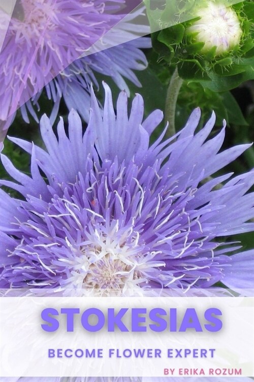 Stokesias: Become flower expert (Paperback)