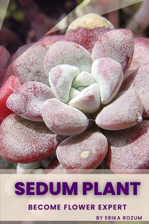 Sedum Plant: Become flower expert (Paperback)