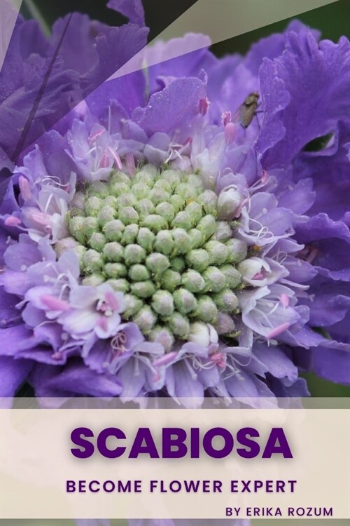 Scabiosa: Become flower expert (Paperback)