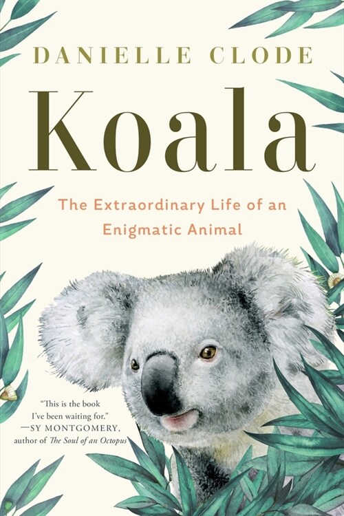 Koala: The Extraordinary Life of an Enigmatic Animal (Paperback)