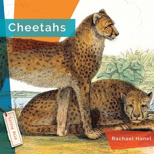 Cheetahs (Library Binding)