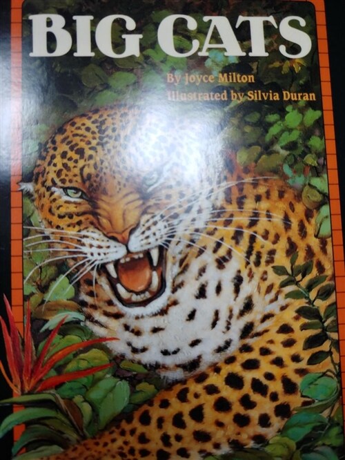 [중고] Big Cats (Paperback)