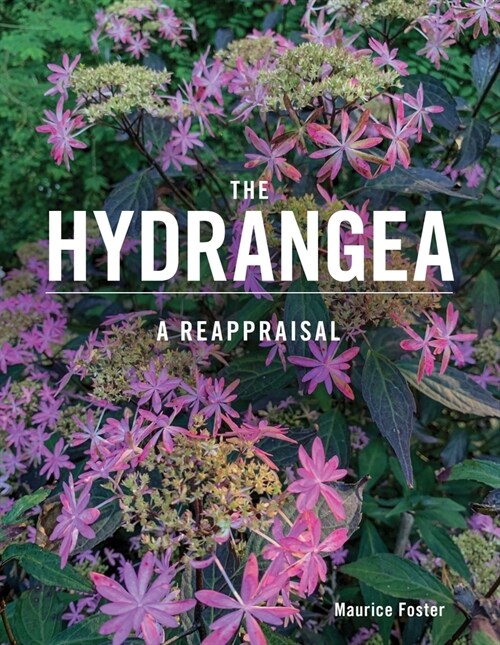 The Hydrangea : A Reappraisal (Hardcover)