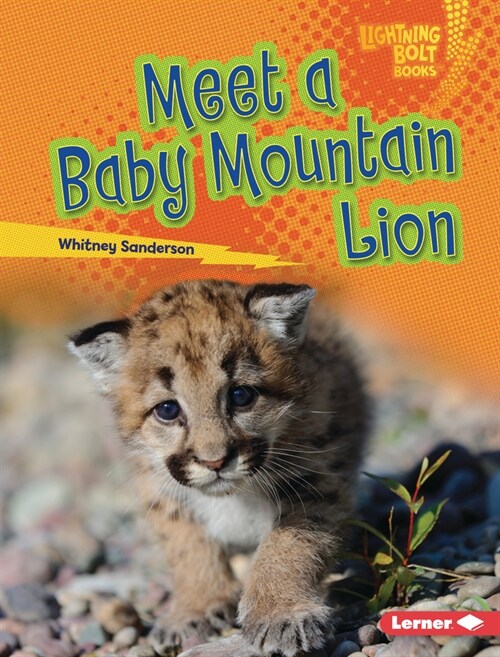 Meet a Baby Mountain Lion (Library Binding)