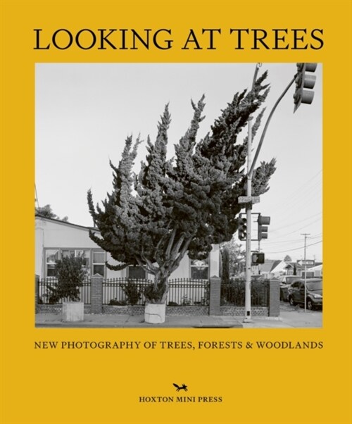 Looking At Trees : New Photography of Trees, Forests & Woodlands (Hardcover)