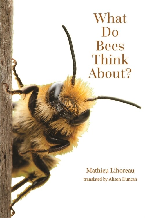 What Do Bees Think About? (Paperback)