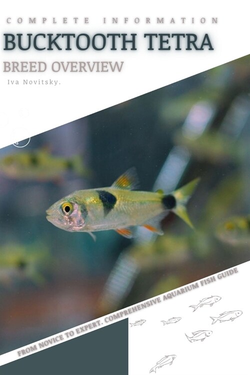 Bucktooth Tetra: From Novice to Expert. Comprehensive Aquarium Fish Guide (Paperback)