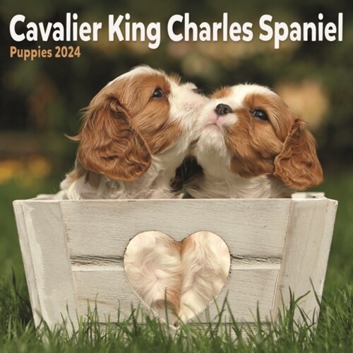 Cavalier King Charles Spaniel Puppies Mini Calendar 2024 (Calendar)