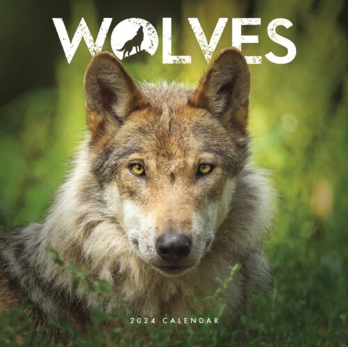 Wolves Mini Calendar 2024 (Calendar)