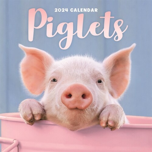 Piglets Mini Calendar 2024 (Calendar)
