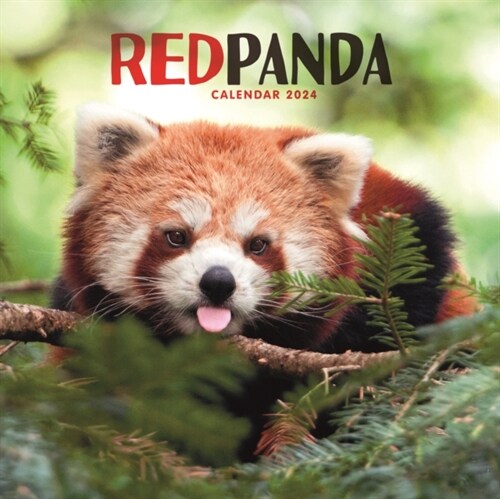 Red Pandas Square Wall Calendar 2024 (Calendar)