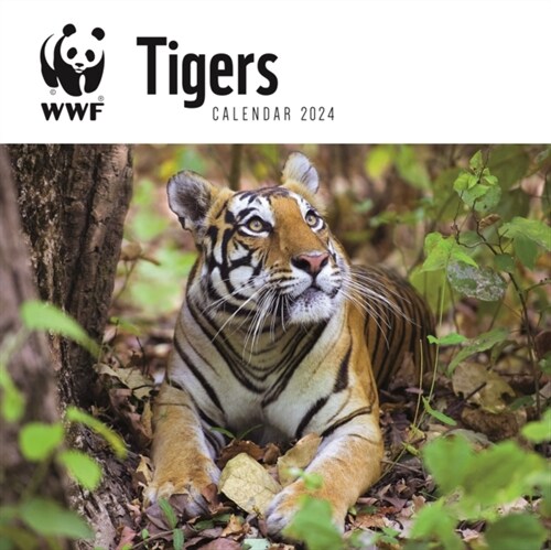 WWF Tigers Square Wall Calendar 2024 (Calendar)