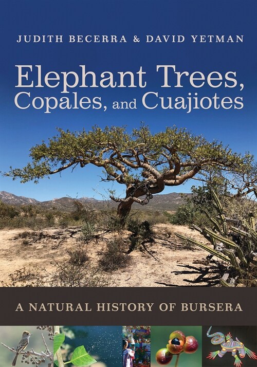 Elephant Trees, Copales, and Cuajiotes: A Natural History of Bursera (Paperback)