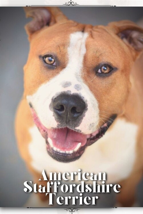 American Staffordshire Terrier: Dog breed overview and guide (Paperback)