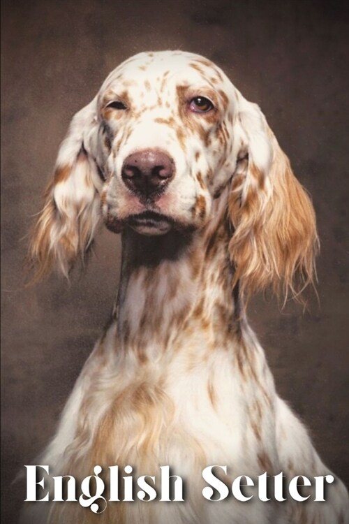 English Setter: Dog breed overview and guide (Paperback)