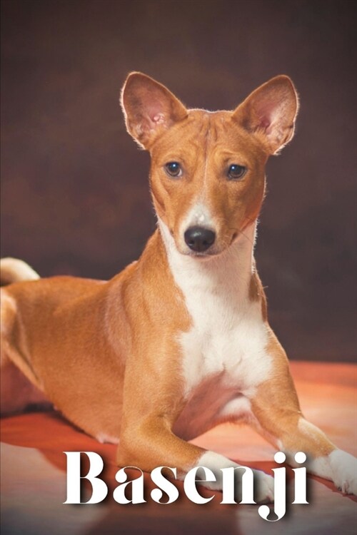 Basenji: Dog breed overview and guide (Paperback)