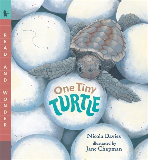 One Tiny Turtle: Read and Wonder (Paperback)