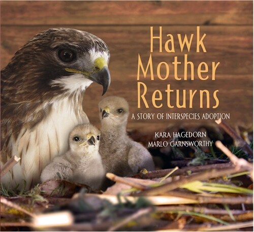 Hawk Mother Returns: A Story of Interspecies Adoption (Hardcover)