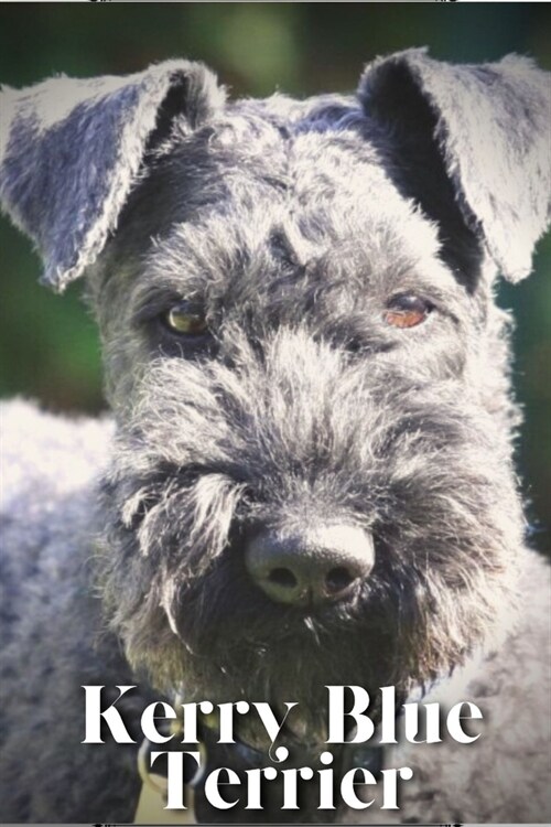 Kerry Blue Terrier: Dog breed overview and guide (Paperback)