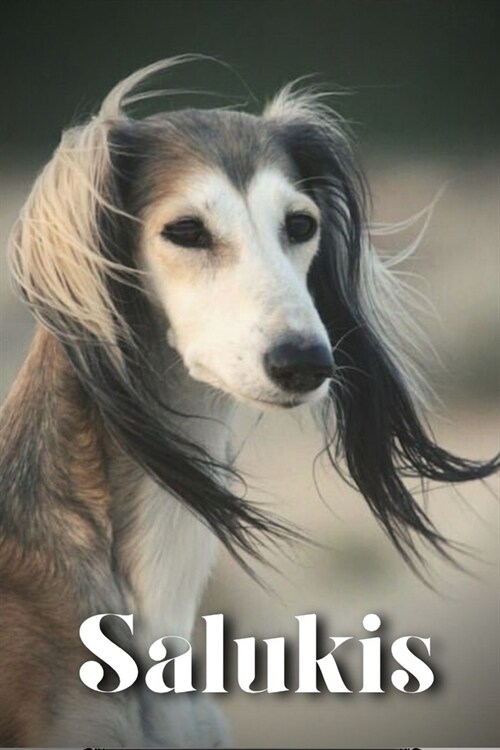 Salukis: Dog breed overview and guide (Paperback)