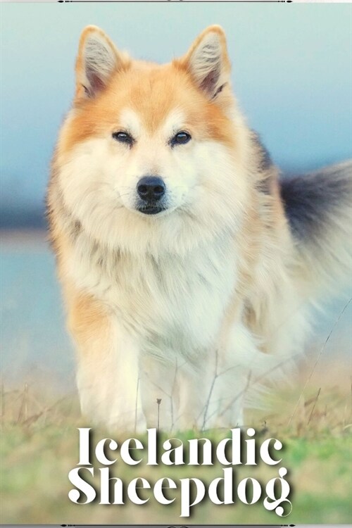 Icelandic Sheepdog: Dog breed overview and guide (Paperback)