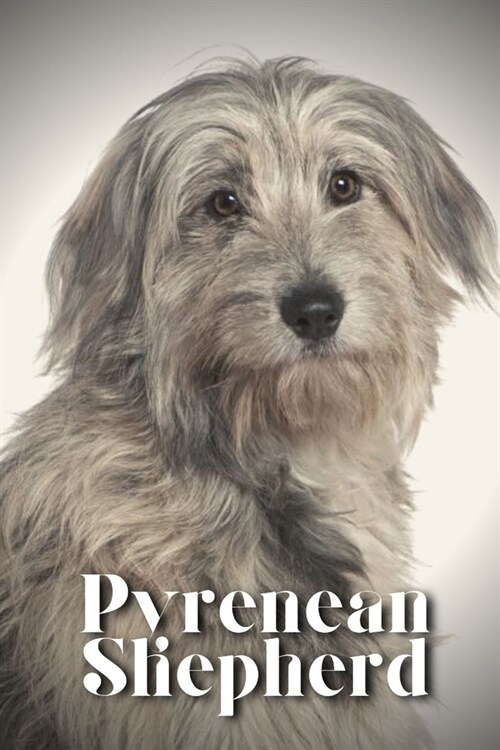 Pyrenean Shepherd: Dog breed overview and guide (Paperback)