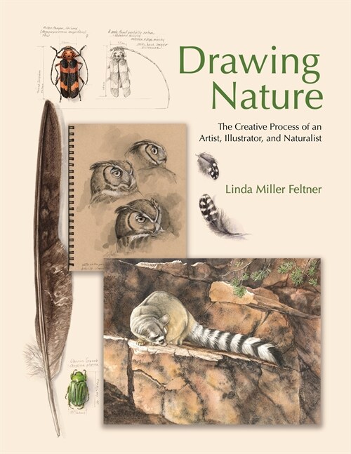 Drawing Nature: The Creative Process of an Artist, Illustrator, and Naturalist (Hardcover)