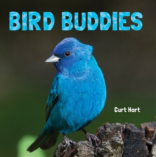 Bird Buddies (Board Books)