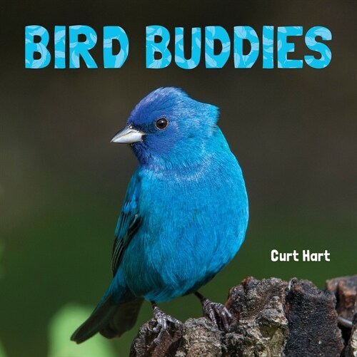 Bird Buddies (Paperback)