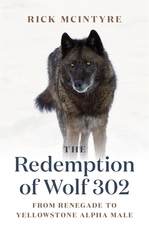 The Redemption of Wolf 302: From Renegade to Yellowstone Alpha Male (Paperback)
