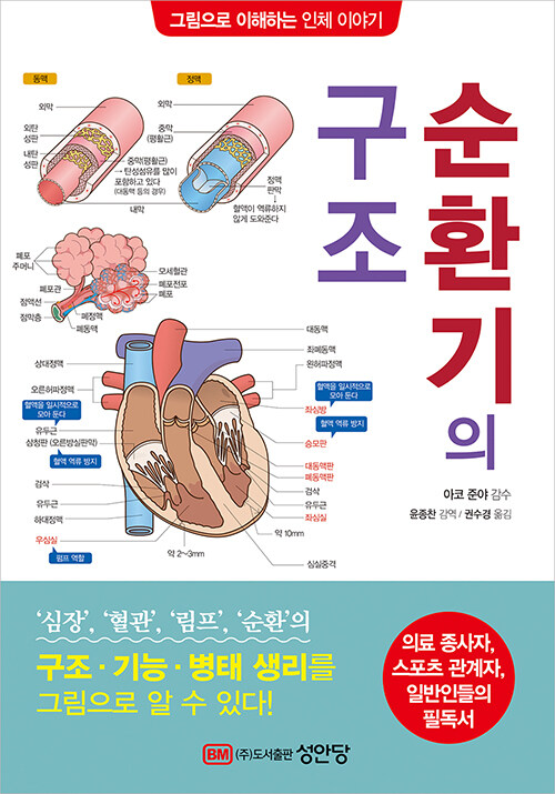 순환기의 구조