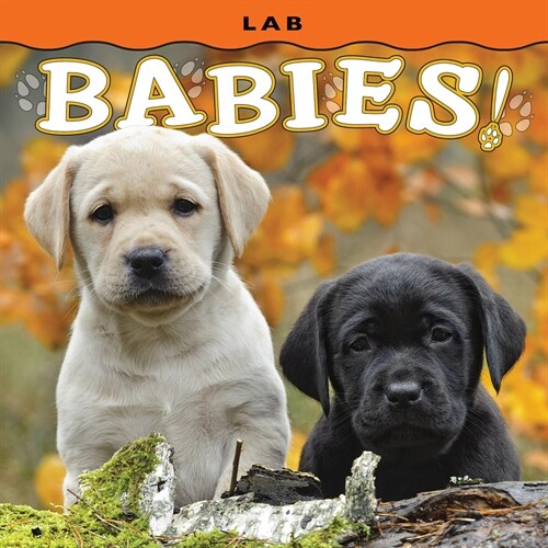Lab Babies! (Board Books)