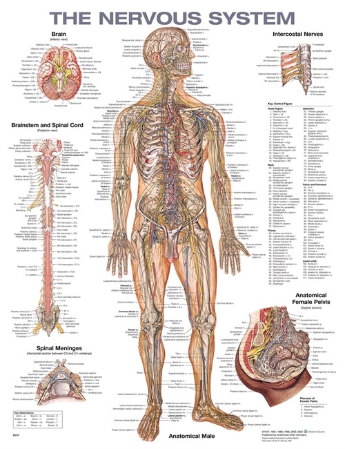 The Nervous System Anatomical Chart (Wallchart, 2)