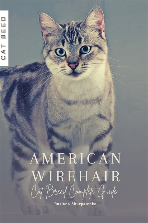 American Wirehair: Cat Breed Complete Guide (Paperback)