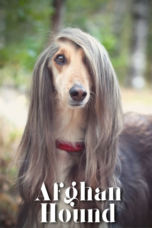 Afghan Hound: Dog breed overview and guide (Paperback)