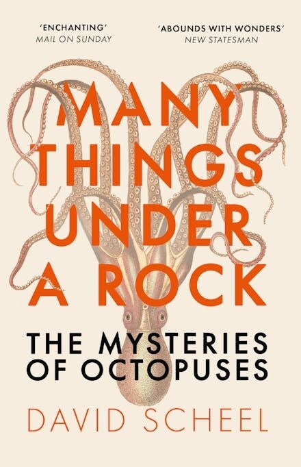 Many Things Under a Rock : The Mysteries of Octopuses (Paperback)