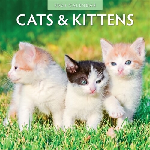 Cats & Kittens 2024 Square Wall Calendar (Paperback)