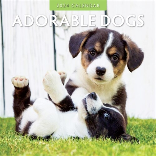Adorable Dogs 2024 Square Wall Calendar (Paperback)