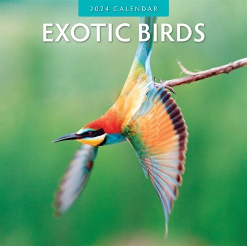 Exotic Birds 2024 Square Wall Calendar (Paperback)