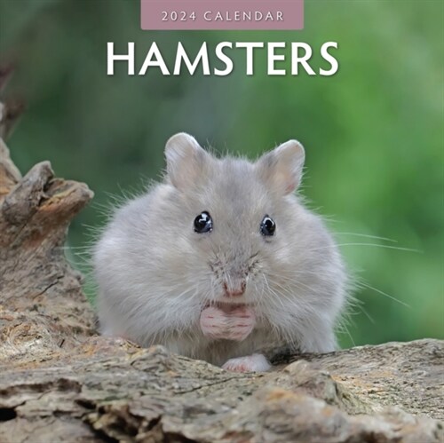 Hamsters 2024 Square Wall Calendar (Paperback)