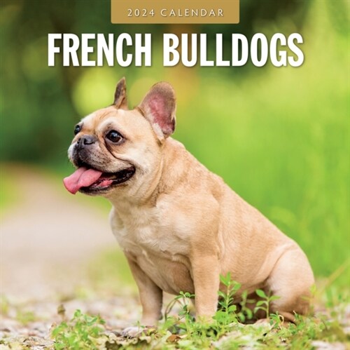 French Bulldogs 2024 Square Wall Calendar (Paperback)
