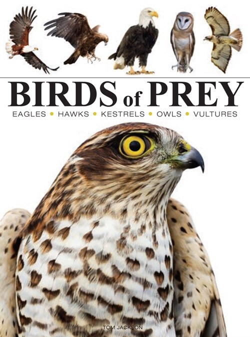 Birds of Prey (Paperback)
