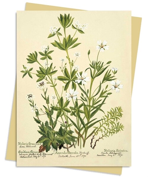 RBGE: Charlotte Cowan Pearson: Stitchworts, Woodruff and Pepperwort Greeting Card Pack : Pack of 6 (Cards, Pack of 6)