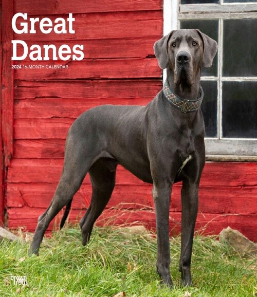 GREAT DANES INTERNATIONAL EDITION 2024 S (Paperback)